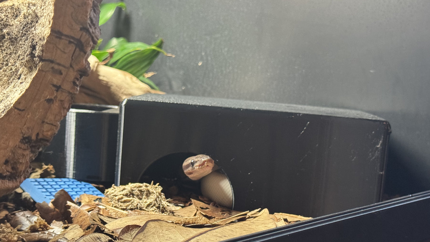Kiley’s Kritters Medium Snake Hide Combo – With Water Dish + Standard Hide