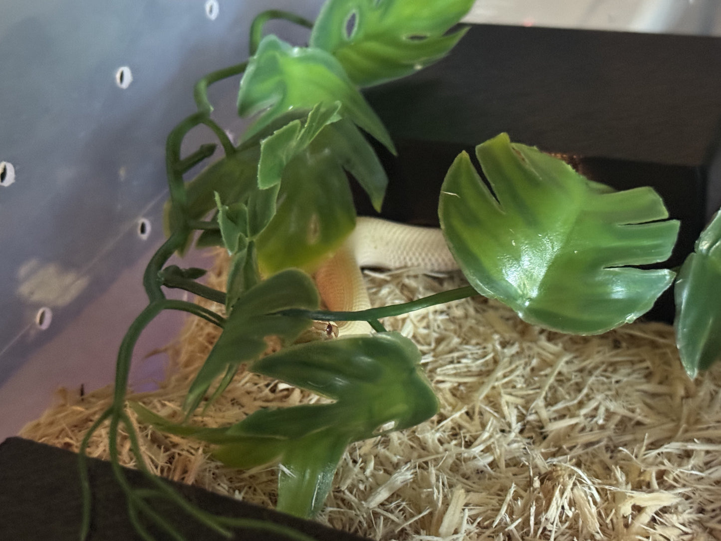 Kiley’s Kritters Small Snake Hide Combo – With Water Dish + Standard Hide