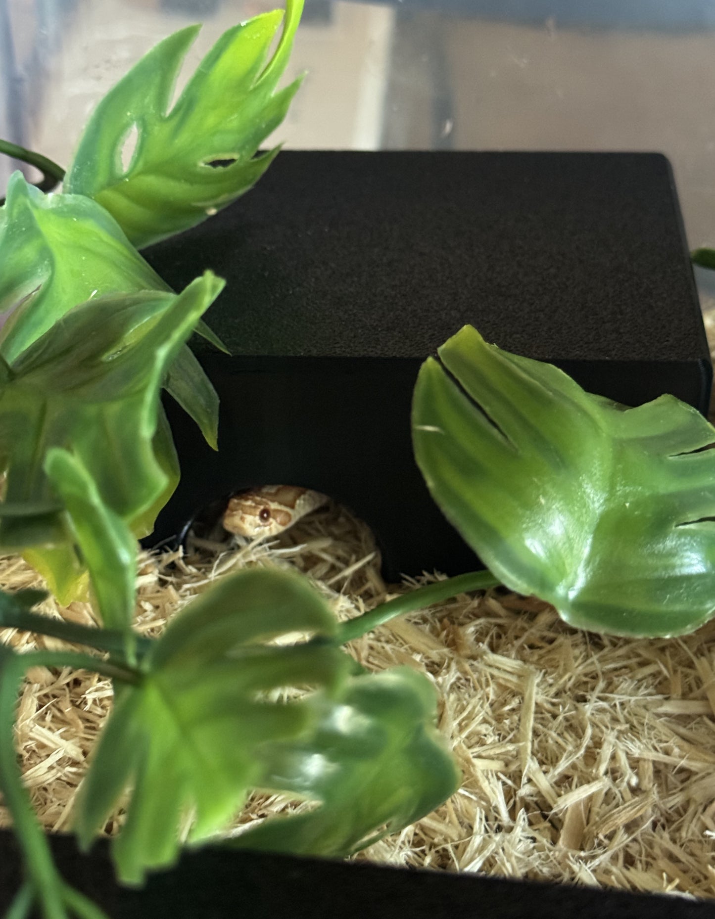 Kiley’s Kritters Small Snake Hide Combo – With Water Dish + Standard Hide